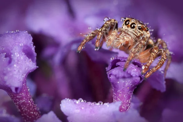 Salto Ragno Sul Fiore Viola — Foto Stock