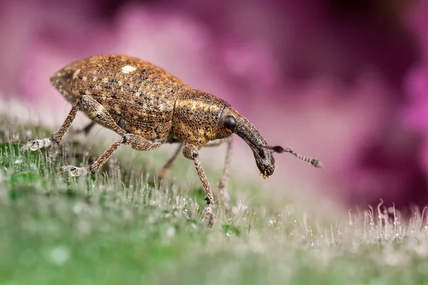 Polydrusus en la hoja — Foto de Stock