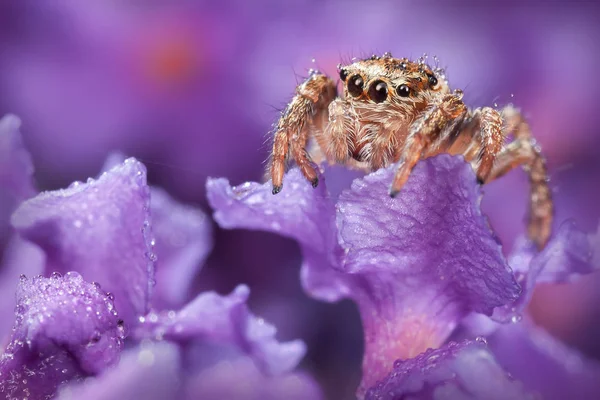 Örümcek Mor Çiçek Atlama — Stok fotoğraf