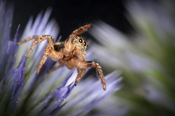 Jumping Spider Blue Sea Holly Flower — Stock Photo, Image