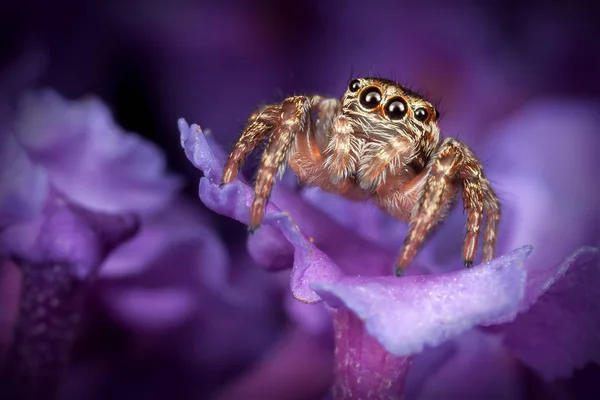 紫の花のハエトリグモ — ストック写真