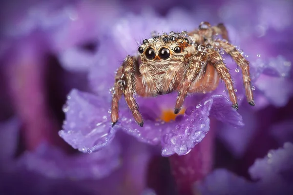 Araignée Sauteuse Avec Des Gouttes Eau Sur Fleur Violette — Photo