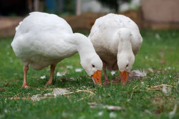 Un par de gansos blancos — Foto de Stock