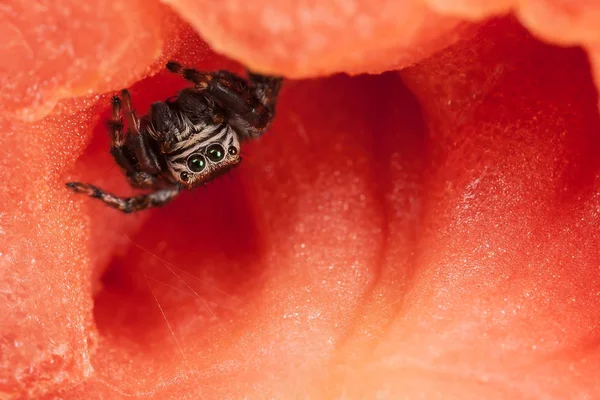 Araña Saltarina Tomate Rojo — Foto de Stock