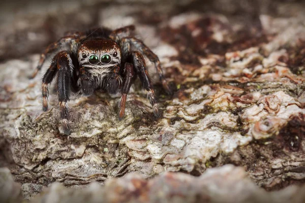 Örümcek Kahverengi Ağaç Kabuğu Üzerinde Atlama — Stok fotoğraf