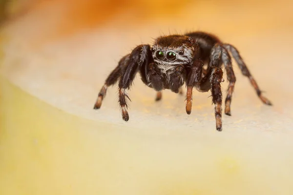 Spinne Springen Auf Einem Gehackten Apfel — Stockfoto