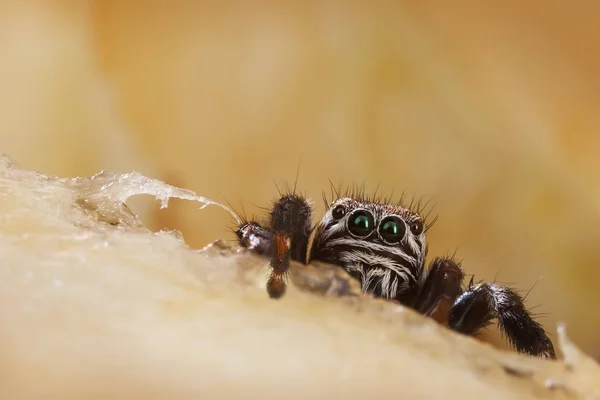 Spider Springen Een Gehakte Appel — Stockfoto