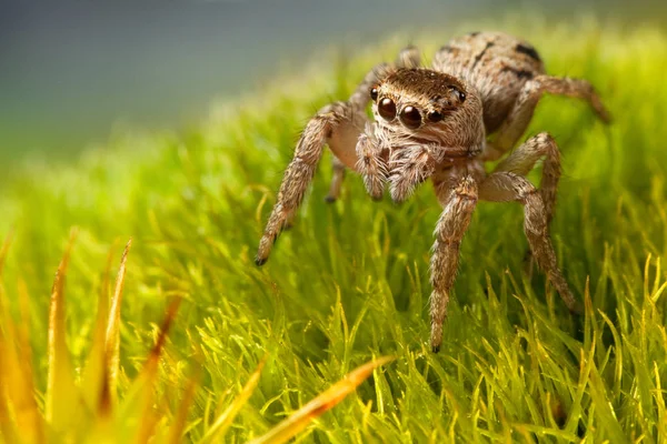 Прыгающий паук ходит по траве — стоковое фото