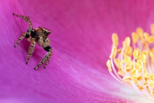 Saltando araña y flor rosa — Foto de Stock