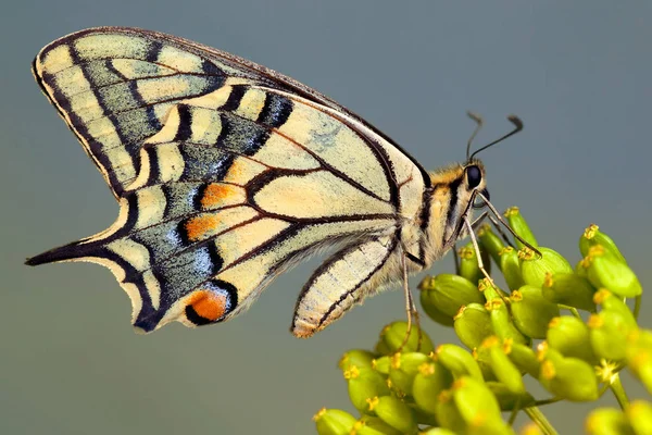 Viejo mundo swallowtail mariposa — Foto de Stock