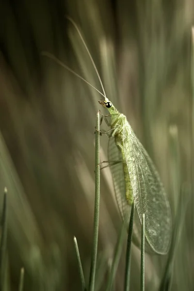 Insectos de alas netas — Foto de Stock