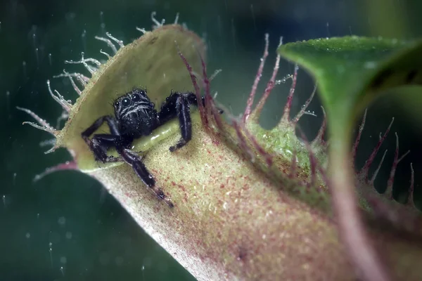 Araña saltarina y una lluvia — Foto de Stock