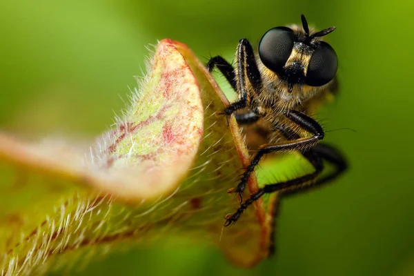 Volar con grandes ojos retrato — Foto de Stock