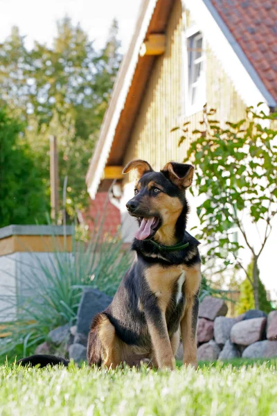Bahçedeki neşeli köpek