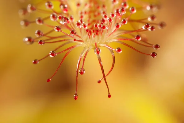 Sundew nel backgroun giallo — Foto Stock