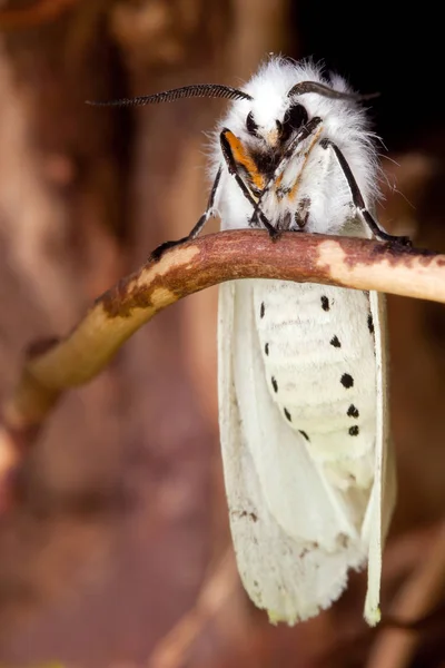 Borboleta noite branca sentar-se no branc — Fotografia de Stock