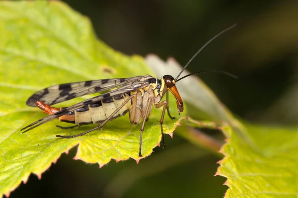 Mecoptera vliegen op het groene blad — Stockfoto