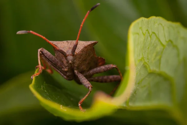 Bug de doca Coreus marginatus — Fotografia de Stock