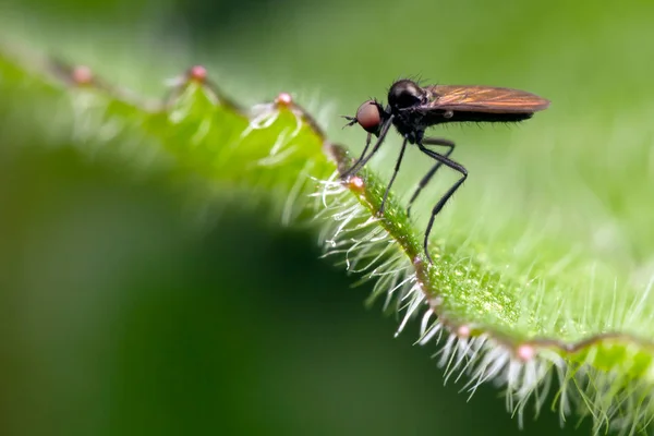 Mosca muy pequeña en la hoja verde — Foto de Stock