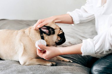 Tatlı pug 'un yan görünüşü kulaklarını pamuklu pag ile temizliyor. Evcil hayvan evde, evcil hayvanı tedavi ediyor..