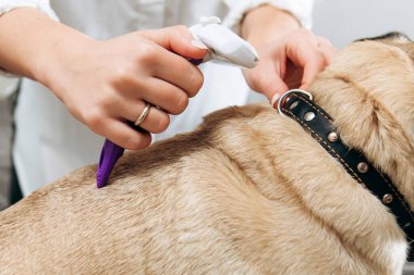 Profesyonel tımar ya da veteriner kürkünü tararken veteriner muayenehanesindeki muayene masasında uzanan pug 'u kapatın. Pug evcil hayvanı büyüyor..