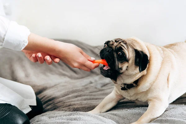 Side view of funny pug dog having fun with orange rubber toy. A woman\'s hand with white manicure playing with the pet.