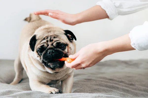 Front view of pug dog playing with an orange rubber toy. A woman's hand with white manicure playing with the pet.