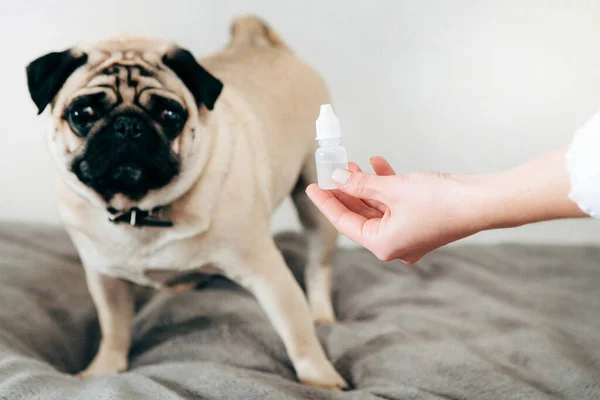 Cute pug is scared of treatment. A woman\'s hand holding ear drops. Pug\'s ear check-up.