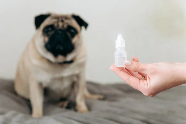 Pug Lindo Desenfocado Sentado Fondo Mano Una Mujer Sosteniendo Gotas — Foto de Stock