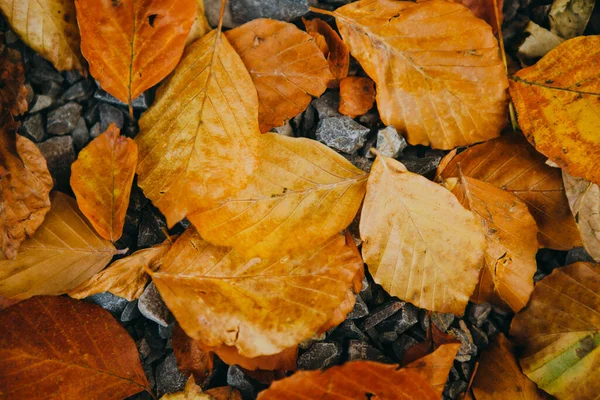 Detailní Záběr Žlutých Podzimních Listů Skalách — Stock fotografie