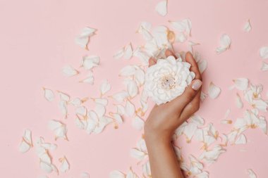 Beyaz yıldız çiçeği tutan bir kadın, pembe arka planda bir sürü taç yaprağı. Nazikçe dokun.