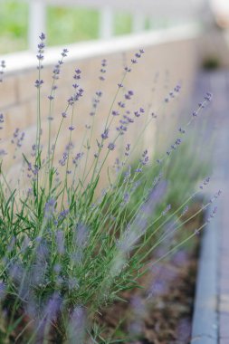Kırsal kesimde lavanta çalıları kapanıyor..