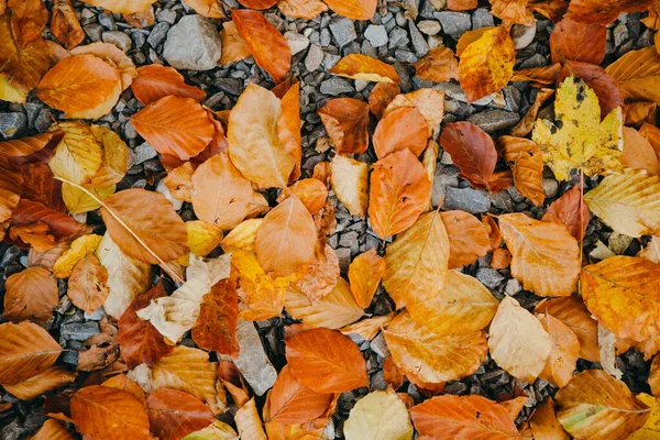 Bunte Hintergrund Der Herbstblätter Auf Felsen — Stockfoto