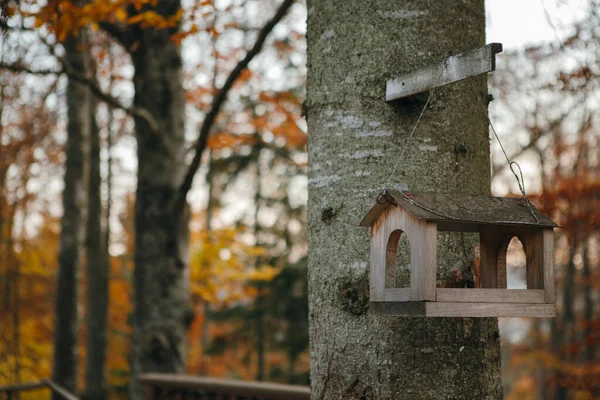 Drewniany Karmnik Ptaków Jesiennym Drzewie Jest Jasnym Lasem — Zdjęcie stockowe