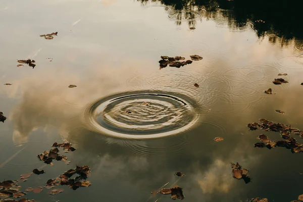 Krople Wody Robiące Fale Stawie Jesiennymi Liśćmi — Zdjęcie stockowe