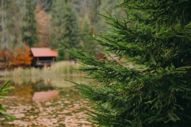 Dikkatimizi kürk ağacına, göle ve sonbahar renk ormanlarındaki kulübeye ve arka plandaki bir dağ manzarasına yoğunlaştırıyoruz..