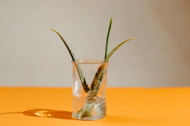 Pencereyi aloe yaprakları ve aloe jeliyle kapat. Organik kozmetik ürünlerinin el yapımı süreci.