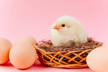 Yuvada pembe arka planda yumurtaların yanında oturan sarı, şirin bir piliç. Paskalya kartpostalı kavramı. Çiftlikte organik et ve yumurta.