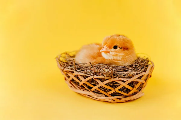 Yellow cute small chick sitting in nest on yellow background. Concept of easter postcard. Organic meat and egg on farm.
