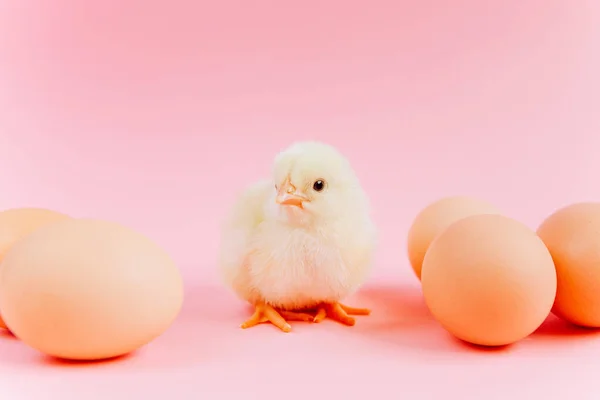 Yellow cute small chick sitting in nest near eggs on pink background. Concept of easter postcard. Organic meat and egg on farm.