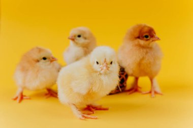 Two yellow cute small chicks sitting in nest on yellow background. Concept of easter postcard. Organic meat and egg on farm. clipart