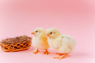 Yuvada pembe arka planda yumurtaların yanında oturan sarı, şirin iki civciv. Paskalya kartpostalı kavramı. Çiftlikte organik et ve yumurta.