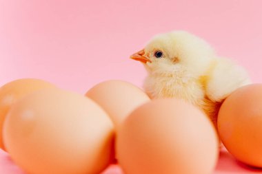 Yuvada pembe arka planda yumurtaların yanında oturan sarı, şirin bir piliç. Paskalya kartpostalı kavramı. Çiftlikte organik et ve yumurta.