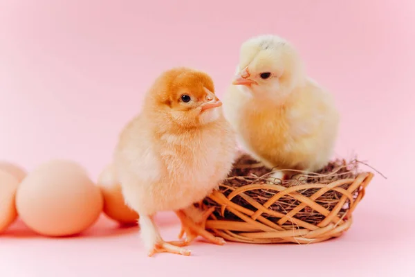 Yellow cute small two chicks sitting in nest near eggs on pink background. Concept of easter postcard. Organic meat and egg on farm.