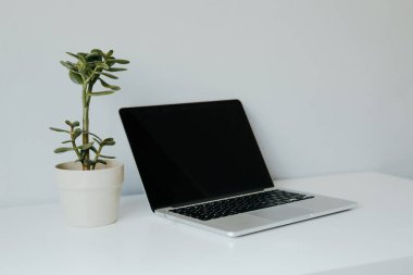 Laptop ve yeşil çiçek beyaz masada, gri arka planda. Evdeki iş yerinde. Model.
