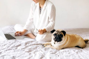 Genç ve güzel bir kız evde çalışıyor ve ders çalışıyor. Yanında da bir köpek yatıyor. Merkez ofis. Tecrit altında çalışma kavramı.