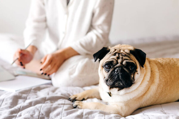 Dog pug is looking at the camera. Home office. Concept of working in isolation.