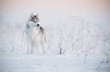 Kış çayırda gri husky köpek