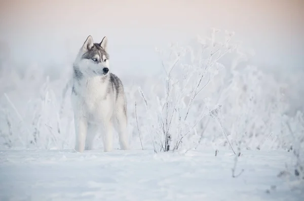 Kış çayırda gri husky köpek