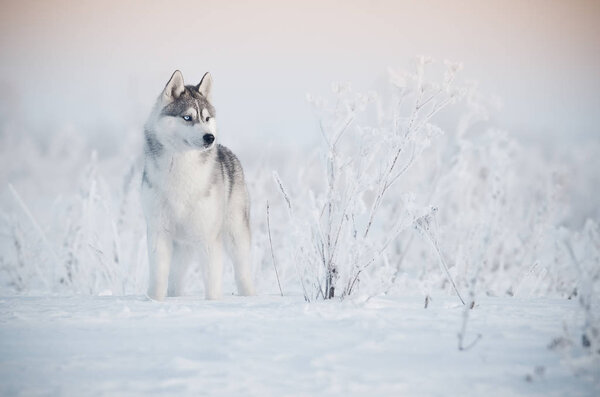 Grey husky dog in winter meadow